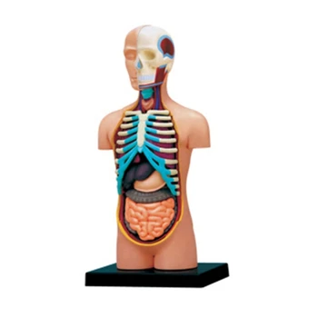 Inimese Keha Keha Anatoomia Mudel Inimese Keha Mudel Kingitus Õde, Arsti Õpilaste Dropship