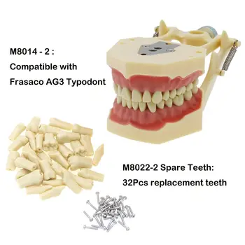 Taastava hambaravi Typodont Mudel 32Pcs Eemaldatav Hammaste Frasaco AG3 Tüüp M8014-2